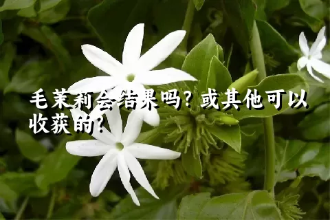 毛茉莉会结果吗？或其他可以收获的？