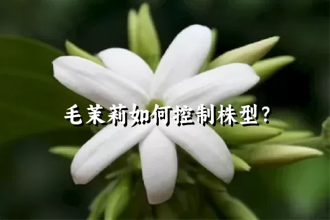 毛茉莉如何控制株型？