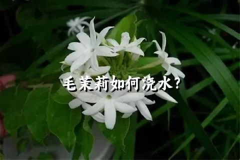 毛茉莉如何浇水？