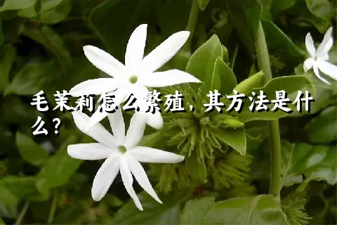 毛茉莉怎么繁殖，其方法是什么？