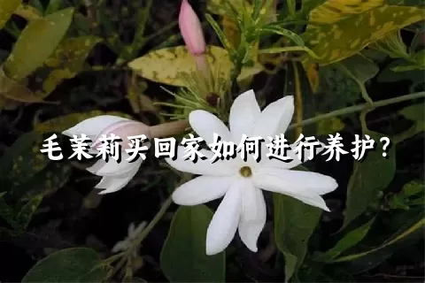 毛茉莉买回家如何进行养护？