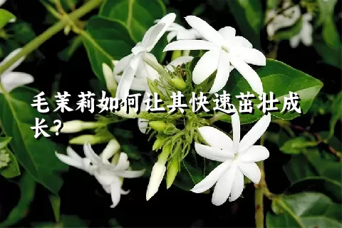 毛茉莉如何让其快速茁壮成长？