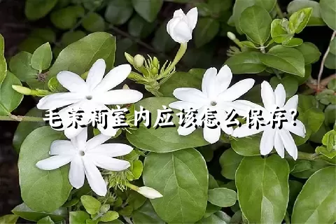 毛茉莉室内应该怎么保存？