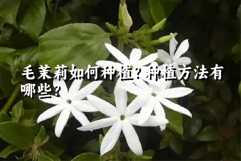 毛茉莉如何种植？种植方法有哪些？