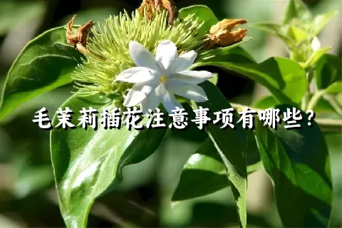 毛茉莉插花注意事项有哪些？