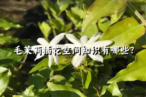 毛茉莉插花空间知识有哪些？