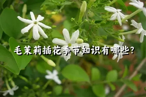 毛茉莉插花季节知识有哪些？