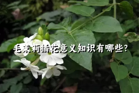 毛茉莉插花意义知识有哪些？