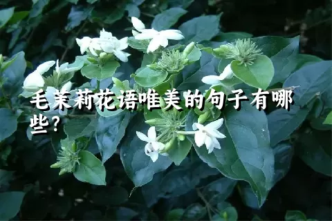 毛茉莉花语唯美的句子有哪些？