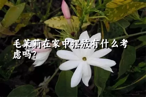 毛茉莉在家中摆放有什么考虑吗？