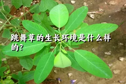 跳舞草的生长环境是什么样的？