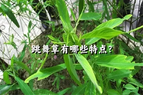 跳舞草有哪些特点？