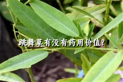 跳舞草有没有药用价值？