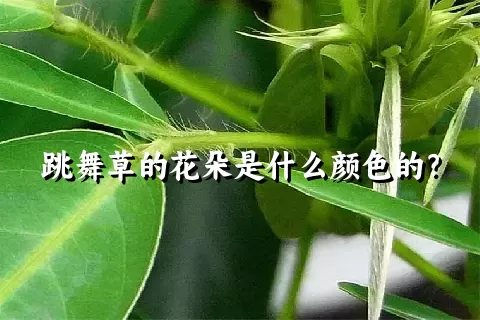 跳舞草的花朵是什么颜色的？