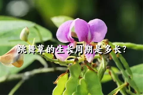 跳舞草的生长周期是多长？