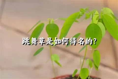 跳舞草是如何得名的？