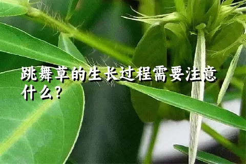 跳舞草的生长过程需要注意什么？