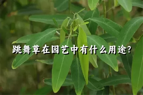 跳舞草在园艺中有什么用途？