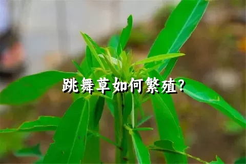 跳舞草如何繁殖？