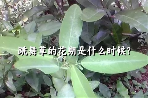 跳舞草的花期是什么时候？