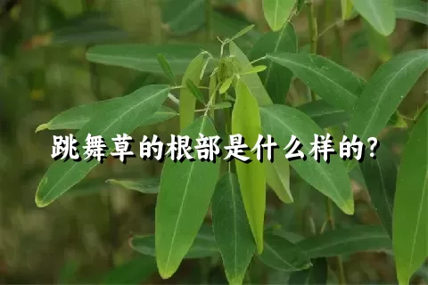 跳舞草的根部是什么样的？