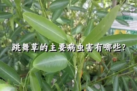 跳舞草的主要病虫害有哪些？