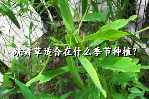 跳舞草适合在什么季节种植？