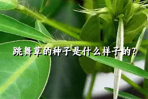 跳舞草的种子是什么样子的？