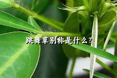 跳舞草别称是什么？