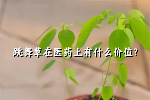 跳舞草在医药上有什么价值？