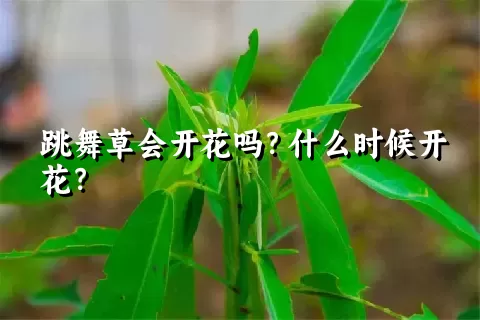 跳舞草会开花吗？什么时候开花？