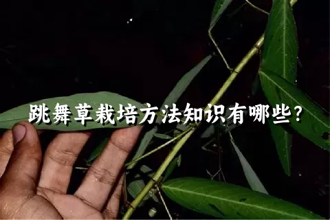 跳舞草栽培方法知识有哪些？