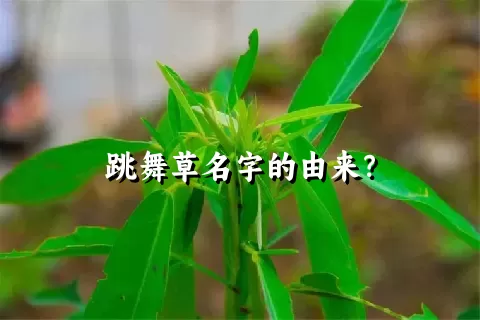 跳舞草名字的由来？