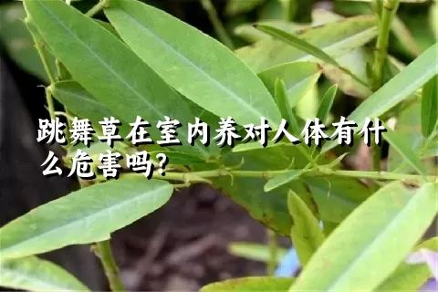 跳舞草在室内养对人体有什么危害吗？