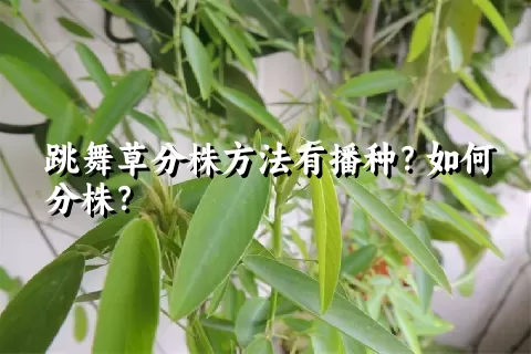 跳舞草分株方法有播种？如何分株？