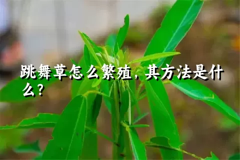 跳舞草怎么繁殖，其方法是什么？