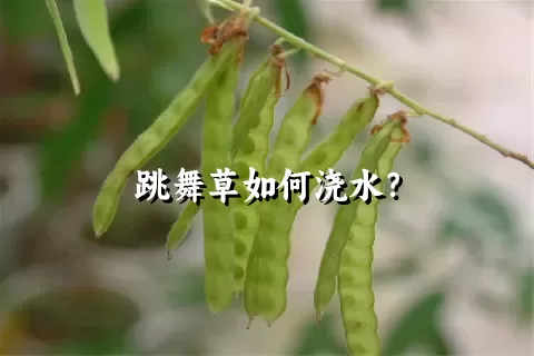 跳舞草如何浇水？