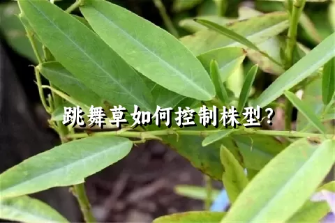 跳舞草如何控制株型？