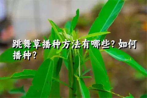 跳舞草播种方法有哪些？如何播种？