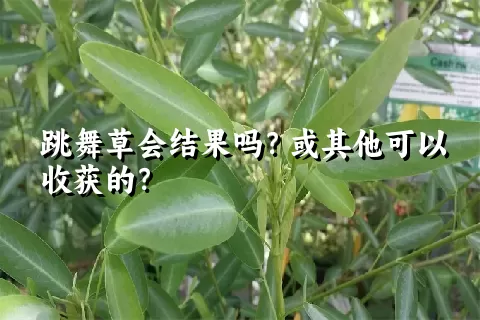 跳舞草会结果吗？或其他可以收获的？