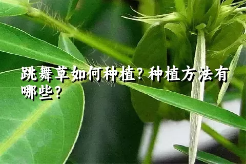 跳舞草如何种植？种植方法有哪些？