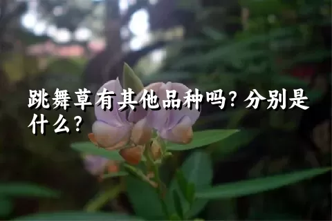 跳舞草有其他品种吗？分别是什么？