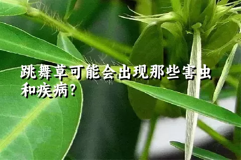 跳舞草可能会出现那些害虫和疾病？