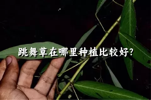 跳舞草在哪里种植比较好？