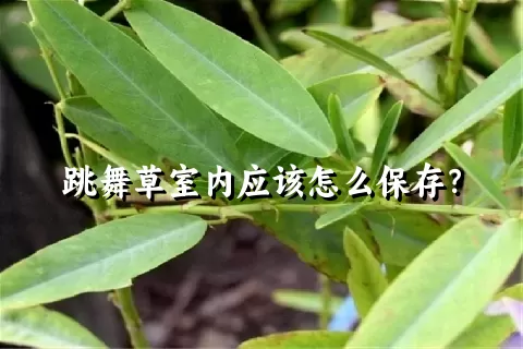 跳舞草室内应该怎么保存？