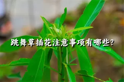 跳舞草插花注意事项有哪些？