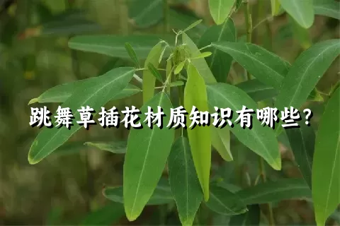 跳舞草插花材质知识有哪些？