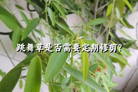 跳舞草是否需要定期修剪？