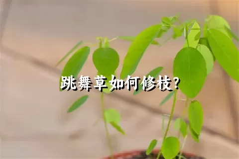 跳舞草如何修枝？