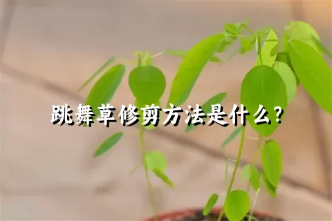 跳舞草修剪方法是什么？